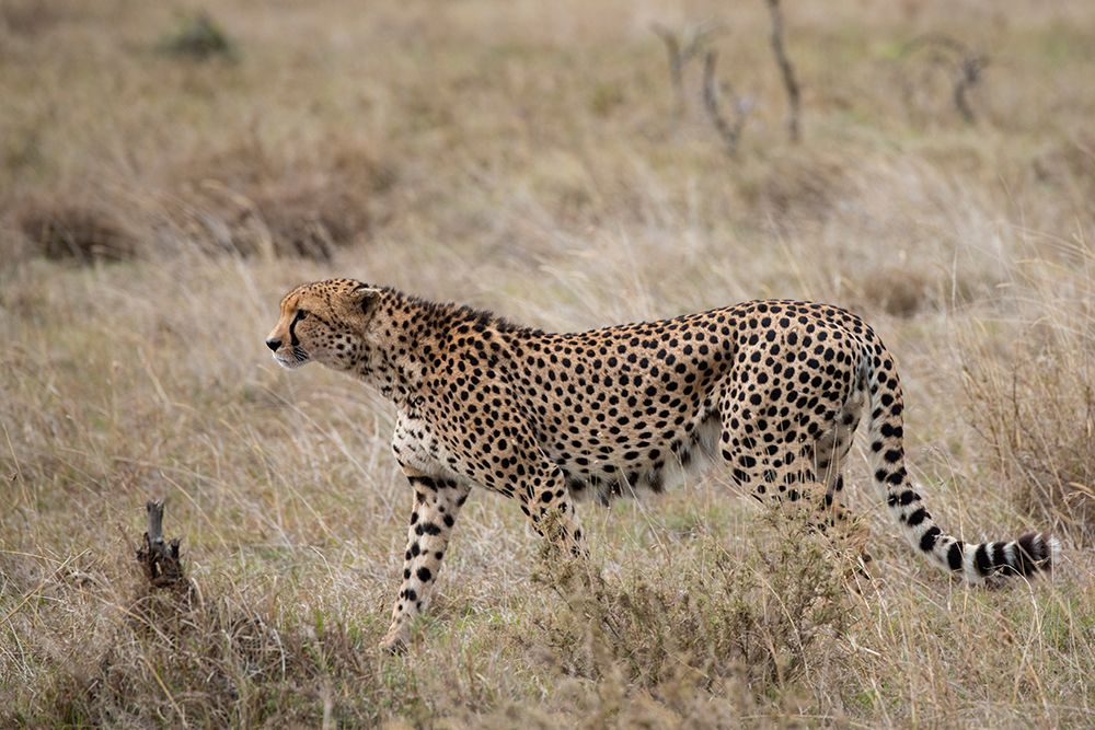 Africa-Kenya-Laikipia Plateau-Ol Pejeta Conservancy-Lone male cheetah-endangered species art print by Cindy Miller Hopkins for $57.95 CAD
