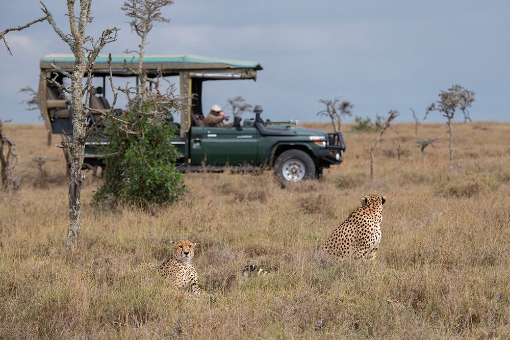 Africa-Kenya-Ol Pejeta Conservancy-Safari jeep with male cheetahs-endangered species art print by Cindy Miller Hopkins for $57.95 CAD