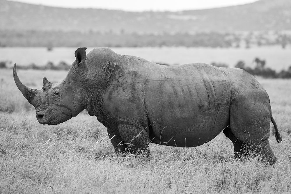 Africa-Kenya-Laikipia Plateau-Ol Pejeta Conservancy-Southern white rhinocero-lone male art print by Cindy Miller Hopkins for $57.95 CAD