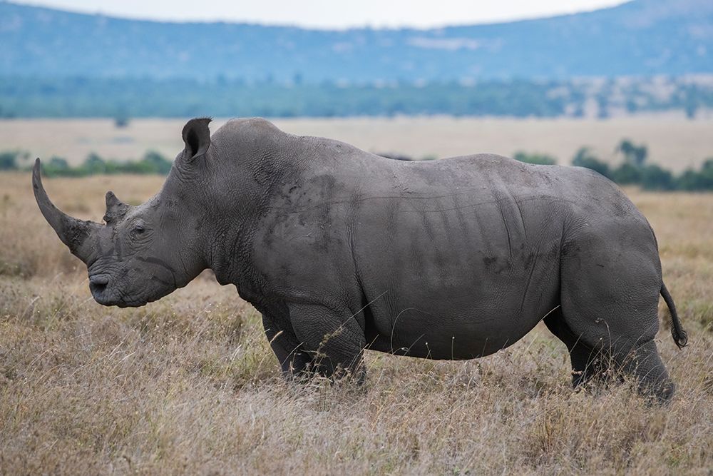Africa-Kenya-Laikipia Plateau-Ol Pejeta Conservancy-Southern white rhinoceros-lone male art print by Cindy Miller Hopkins for $57.95 CAD