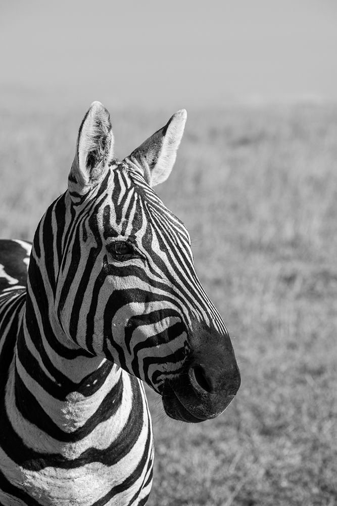 Africa-Kenya-Laikipia Plateau-Ol Pejeta Conservancy-Bruchells zebra-Equus burchellii art print by Cindy Miller Hopkins for $57.95 CAD