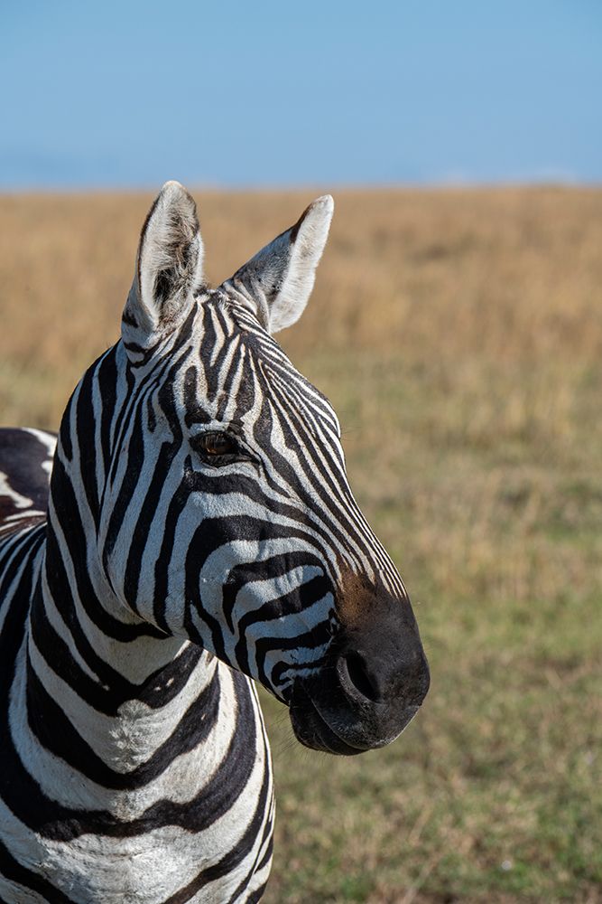 Africa-Kenya-Laikipia Plateau-Ol Pejeta Conservancy-Bruchells zebra-Equus burchellii art print by Cindy Miller Hopkins for $57.95 CAD
