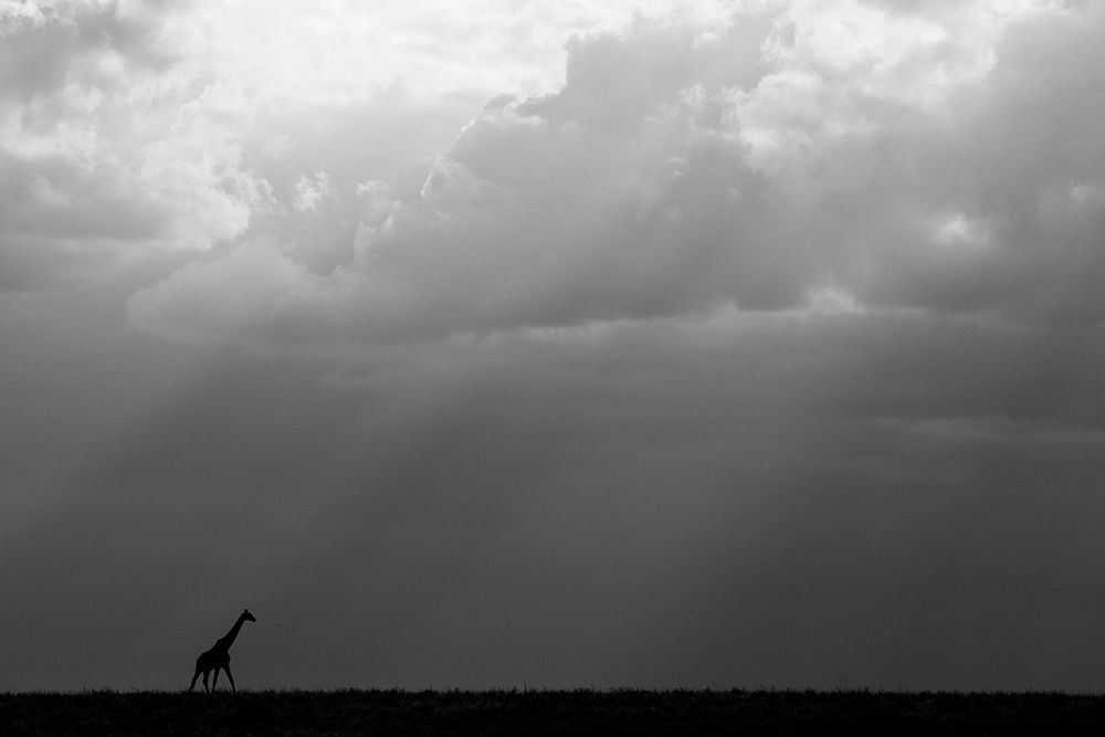 Kenya-Serengeti-Maasai Mara-Masai giraffe in front of stormy sky-Endangered species art print by Cindy Miller Hopkins for $57.95 CAD