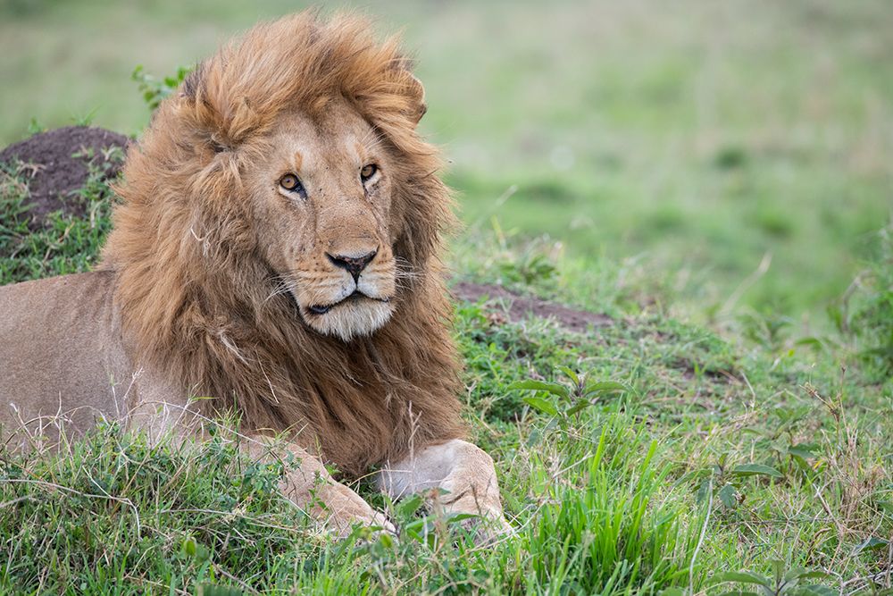 Africa-Kenya-Northern Serengeti Plains-Maasai Mara-Male lion art print by Cindy Miller Hopkins for $57.95 CAD