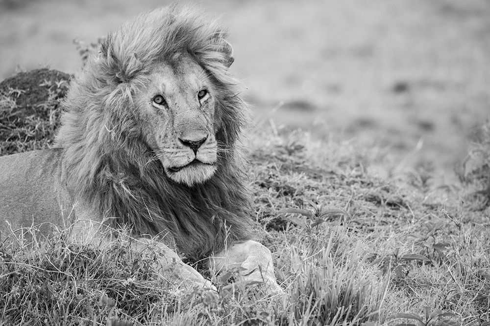 Africa-Kenya-Northern Serengeti Plains-Maasai Mara-Male lion art print by Cindy Miller Hopkins for $57.95 CAD