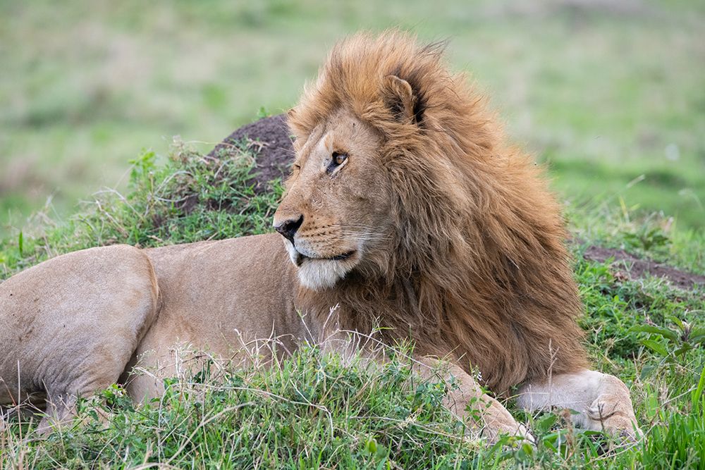 Africa-Kenya-Northern Serengeti Plains-Maasai Mara-Male lion art print by Cindy Miller Hopkins for $57.95 CAD