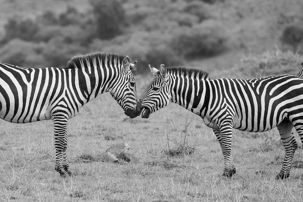 Africa-Kenya-Serengeti-Maasai Mara-Plains zebra aka common or Burchells zebra art print by Cindy Miller Hopkins for $57.95 CAD