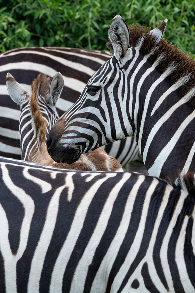 Africa-Kenya-Serengeti Plains-Maasai Mara-Plains zebra aka common or Burchells zebra art print by Cindy Miller Hopkins for $57.95 CAD