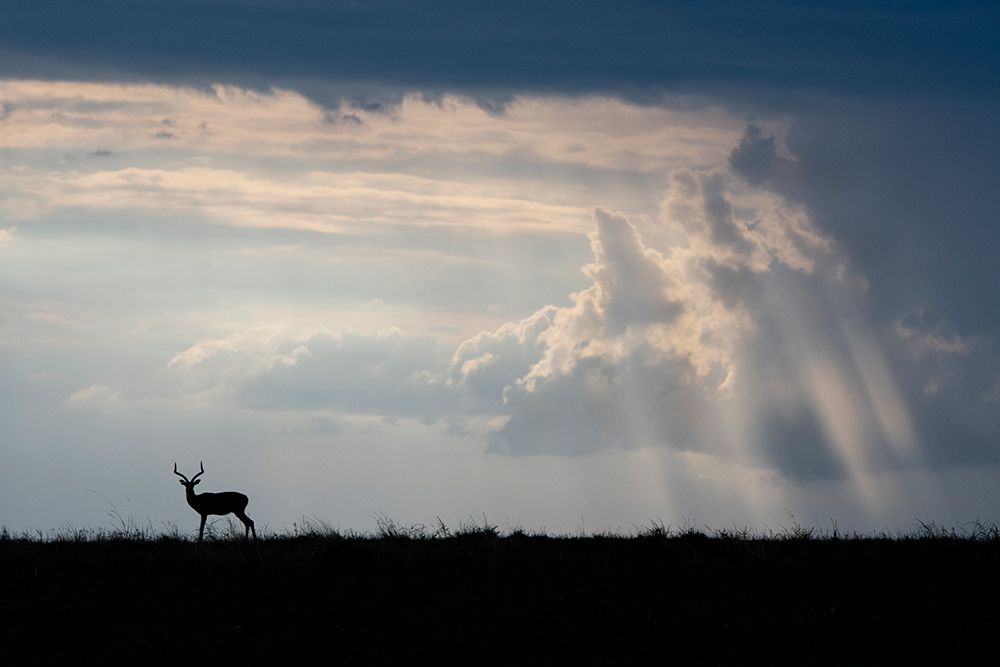 Africa-Kenya-Serengeti Plains-Maasai Mara-Impala-silhouette with storm clouds art print by Cindy Miller Hopkins for $57.95 CAD