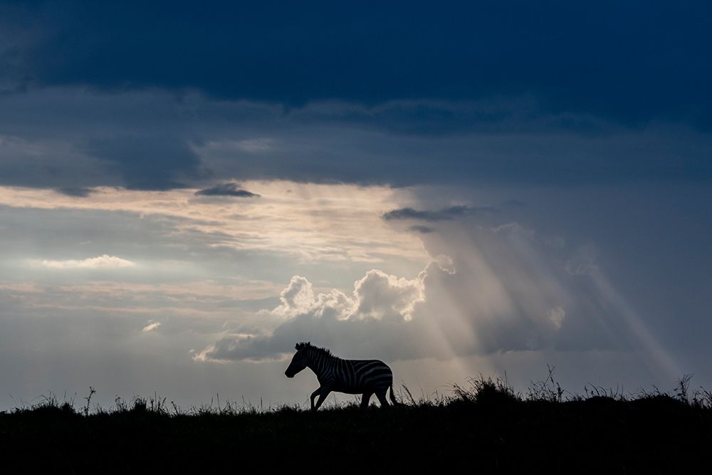 Africa-Kenya-Serengeti-Maasai Mara-Burchells zebra-Sihouette of zebra art print by Cindy Miller Hopkins for $57.95 CAD