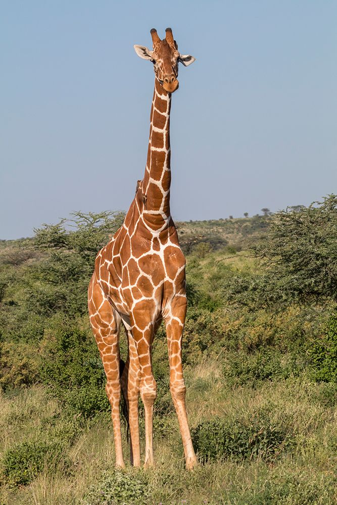 Africa, Kenya, Samburu National Reserve. Reticulated giraffes. art print by Emily M. Wilson for $57.95 CAD