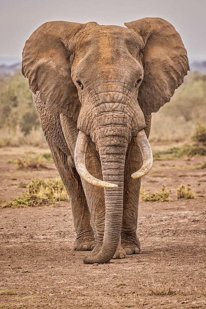 Amboseli elephant-Amboseli Nation Park-Africa art print by John Ford for $57.95 CAD