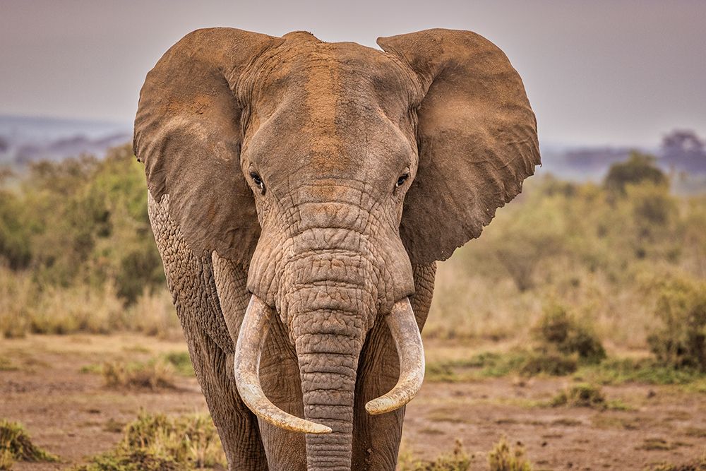 Amboseli elephant-Amboseli Nation Park-Africa art print by John Ford for $57.95 CAD