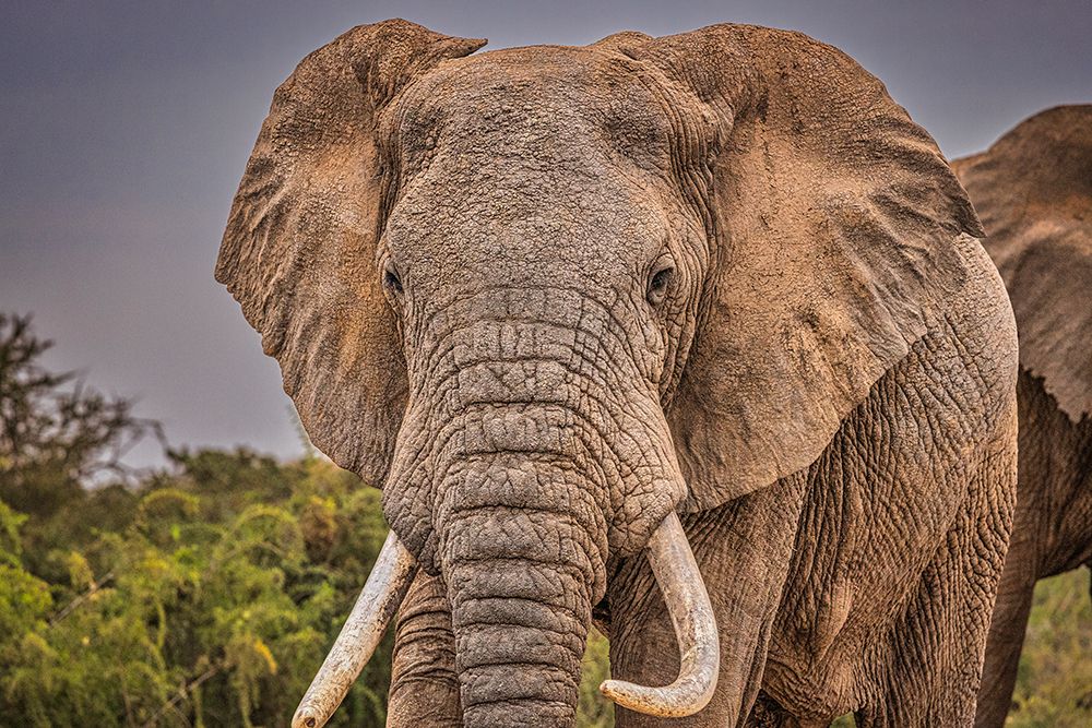 Elephant face-Amboseli National Park-Africa art print by John Ford for $57.95 CAD