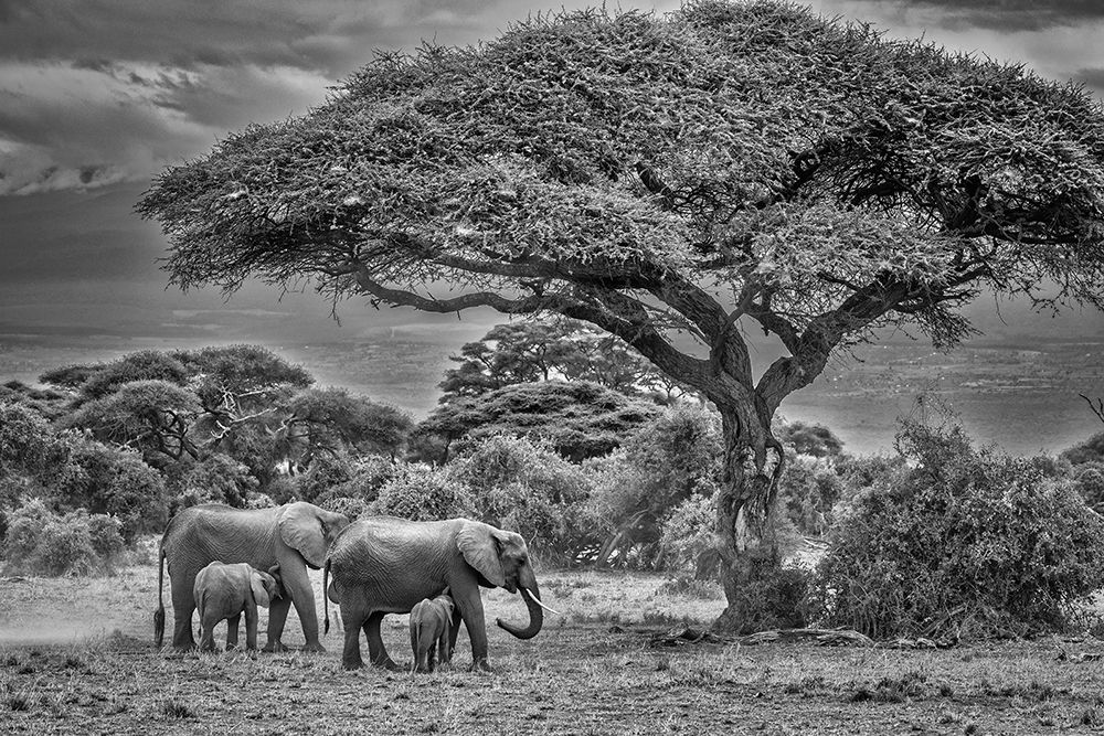 Elephant family-Amboseli Nation Park-Africa art print by John Ford for $57.95 CAD