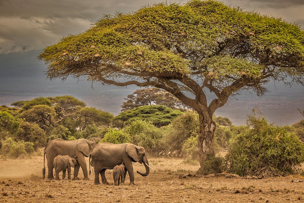 Elephant family-Amboseli Nation Park-Africa art print by John Ford for $57.95 CAD