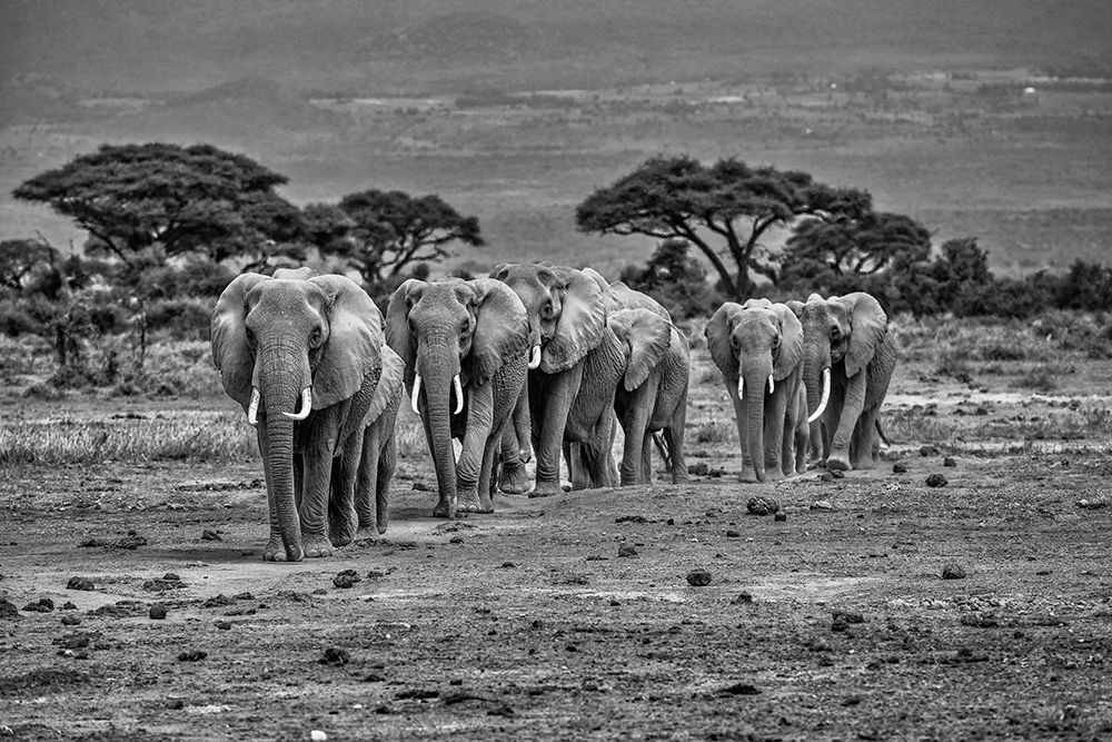 Elephant train-Amboseli National Park-Africa art print by John Ford for $57.95 CAD