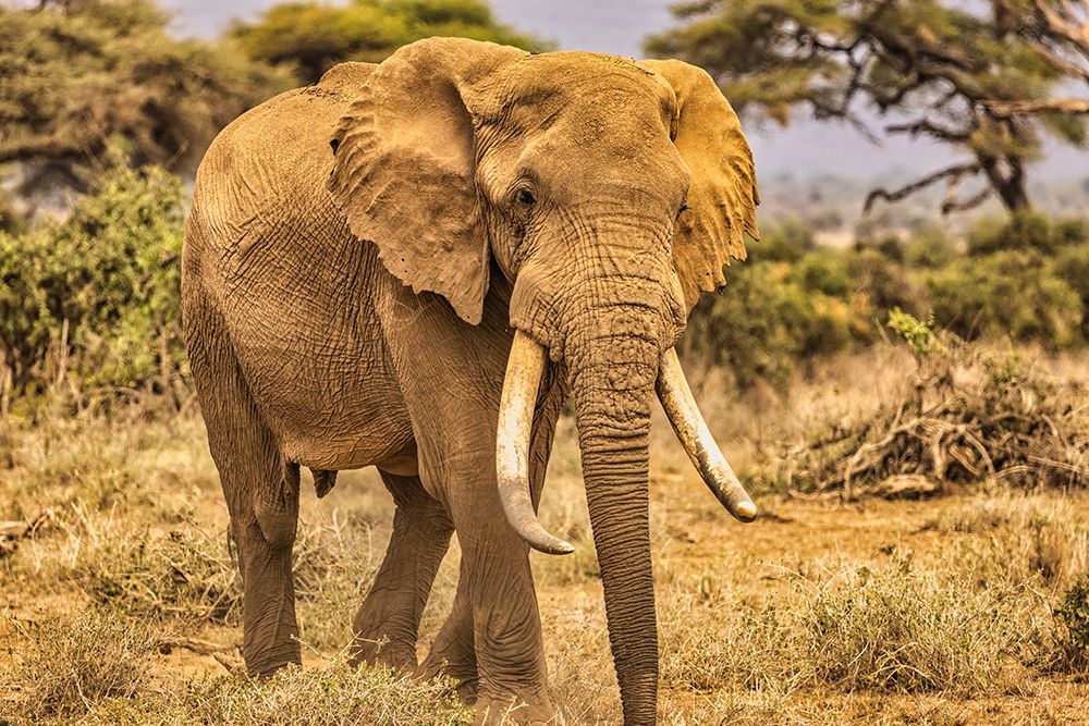 Amboseli elephant-Amboseli Nation Park-Africa art print by John Ford for $57.95 CAD
