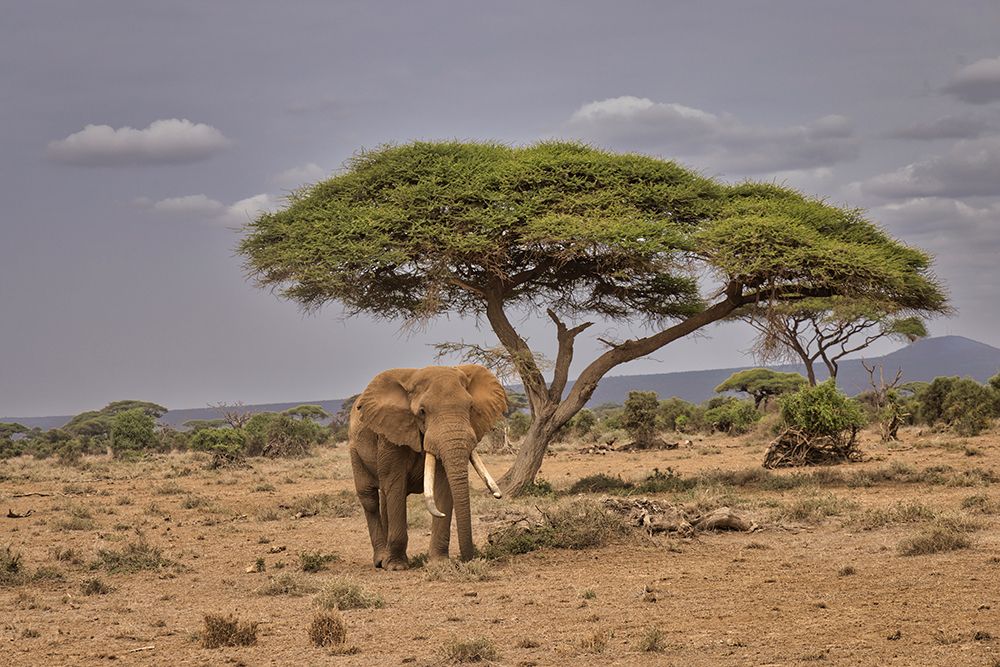Amboseli elephant-Amboseli Nation Park-Africa art print by John Ford for $57.95 CAD