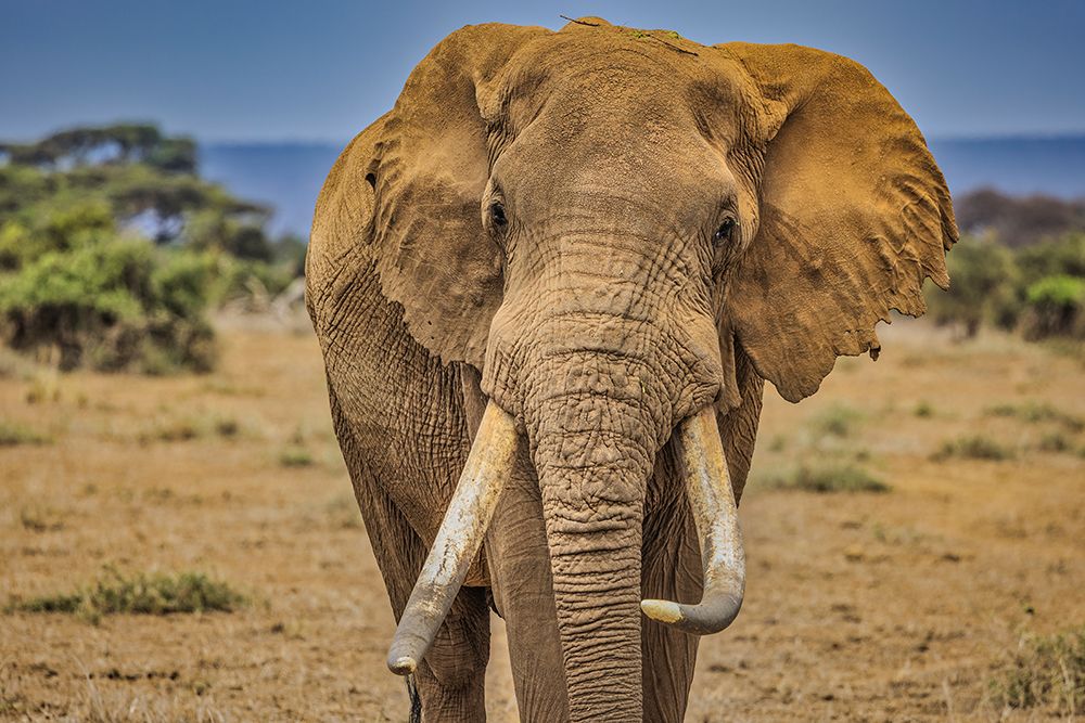 Amboseli elephant-Amboseli Nation Park-Africa art print by John Ford for $57.95 CAD