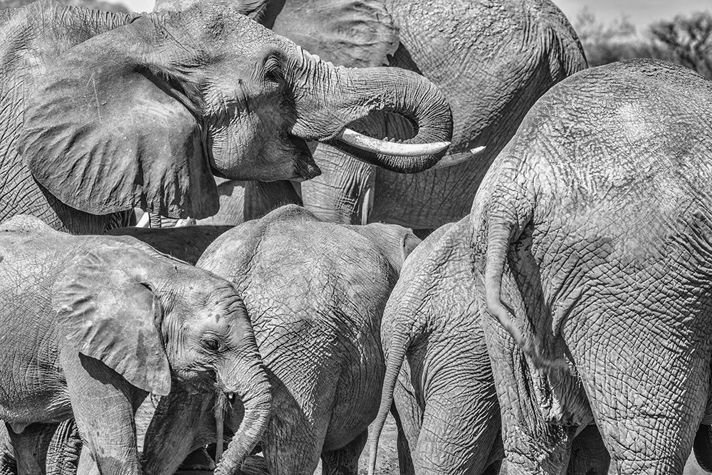 Elephant family-Amboseli National Park-Africa art print by John Ford for $57.95 CAD