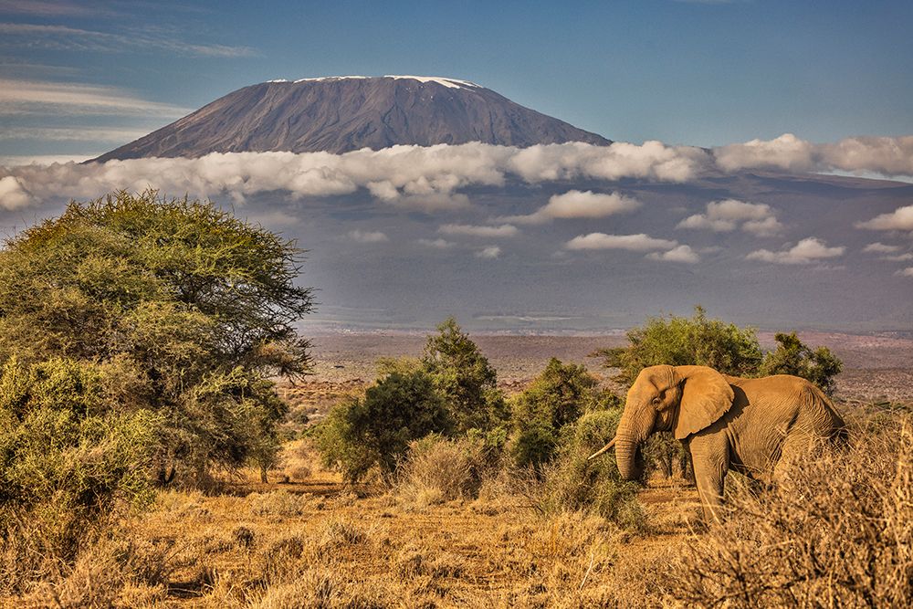Kilimanjaro in morning with Elephant-Amboseli National Park-Africa art print by John Ford for $57.95 CAD