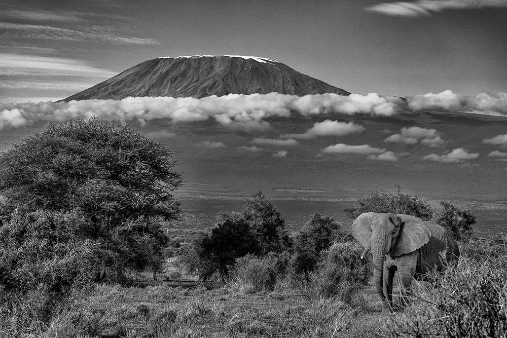Kilimanjaro in morning with Elephant-Amboseli National Park-Africa art print by John Ford for $57.95 CAD