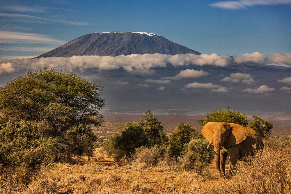 Kilimanjaro in morning with Elephant-Amboseli National Park-Africa art print by John Ford for $57.95 CAD