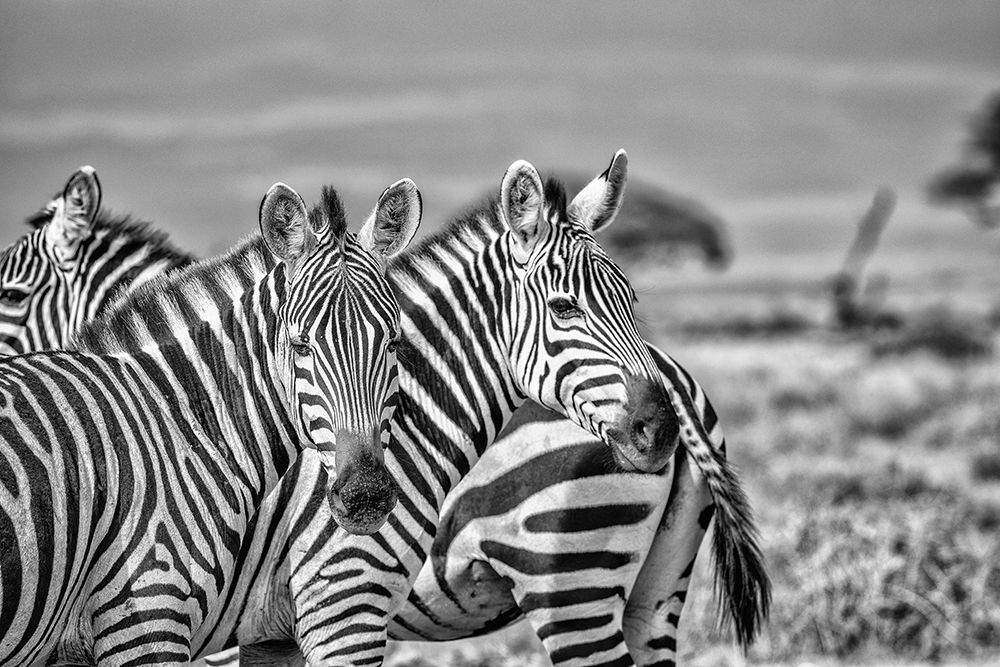 Zebras on alert-Amboseli National Park-Africa art print by John Ford for $57.95 CAD