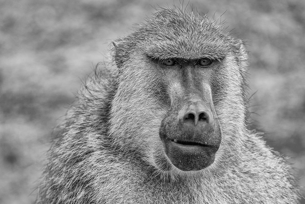 Baboon-Amboseli National Park-Africa art print by John Ford for $57.95 CAD