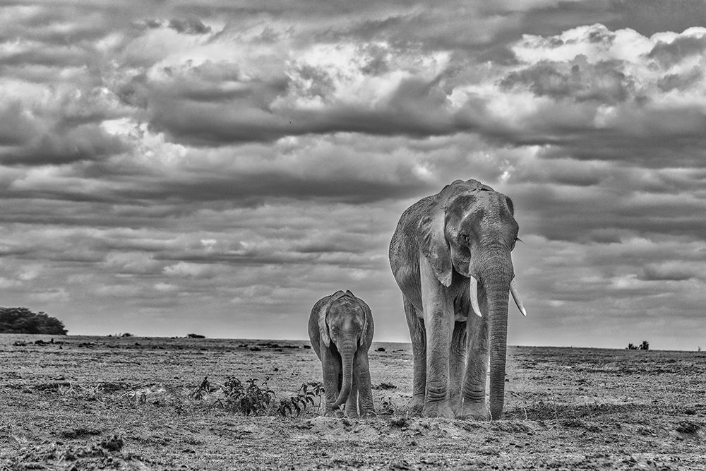Mother and calf Amboseli elephants-Amboseli National Park-Africa art print by John Ford for $57.95 CAD