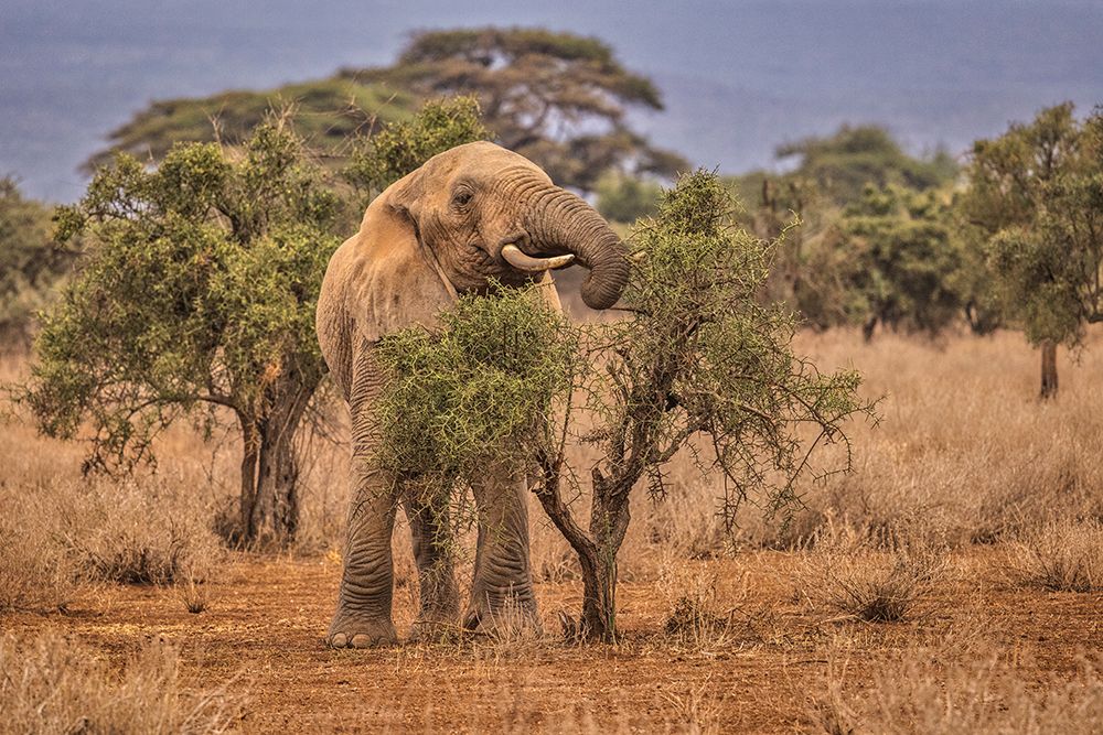 Amboseli elephant-Amboseli National Park-Africa art print by John Ford for $57.95 CAD