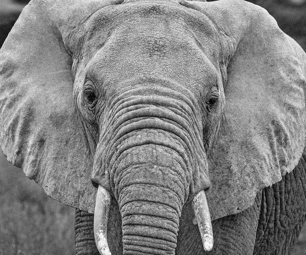 Amboseli elephant-Amboseli National Park-Africa art print by John Ford for $57.95 CAD