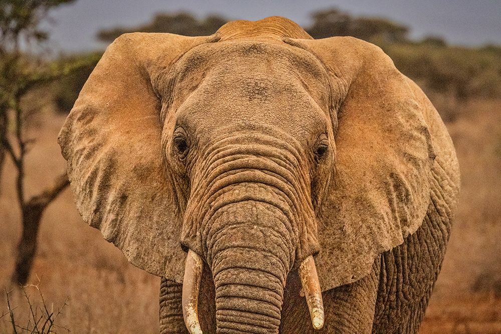 Amboseli elephant-Amboseli National Park-Africa art print by John Ford for $57.95 CAD