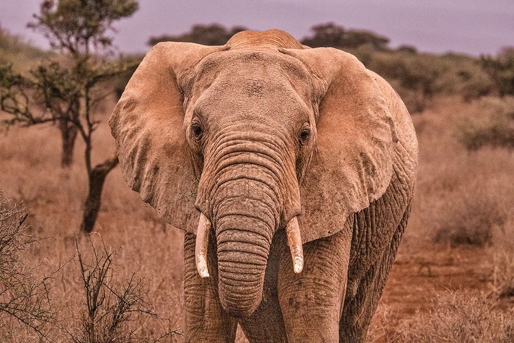 Amboseli elephant-Amboseli National Park-Africa art print by John Ford for $57.95 CAD