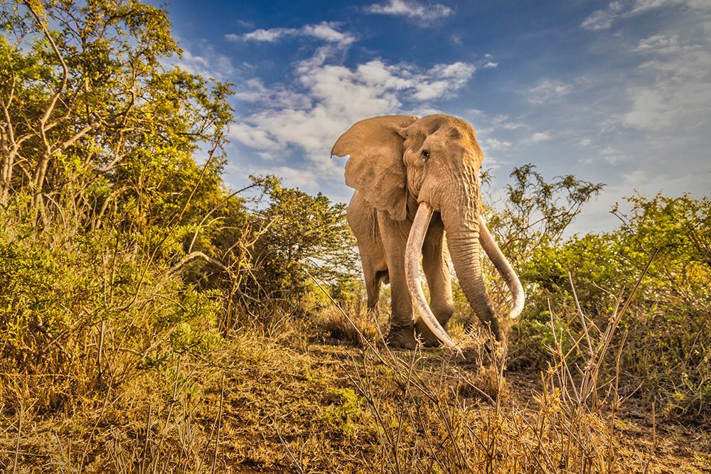 Craig the Elephant-largest Amboseli elephant-Amboseli National Park-Africa art print by John Ford for $57.95 CAD