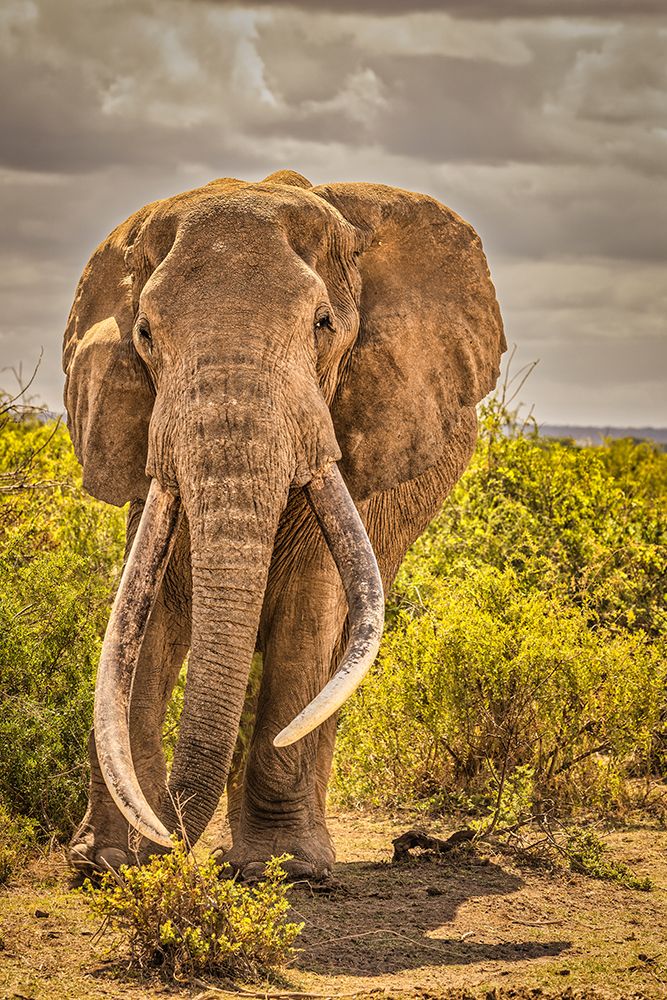 Craig the Elephant-largest Amboseli elephant-Amboseli National Park-Africa art print by John Ford for $57.95 CAD