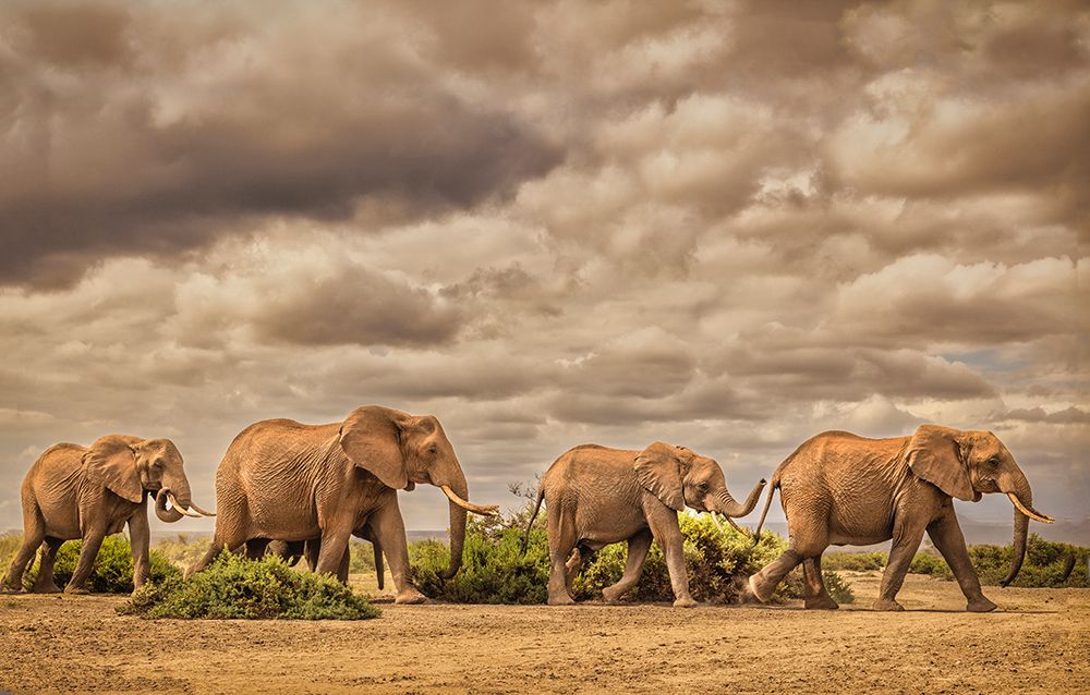 Elephant family-Amboseli National Park-Africa art print by John Ford for $57.95 CAD