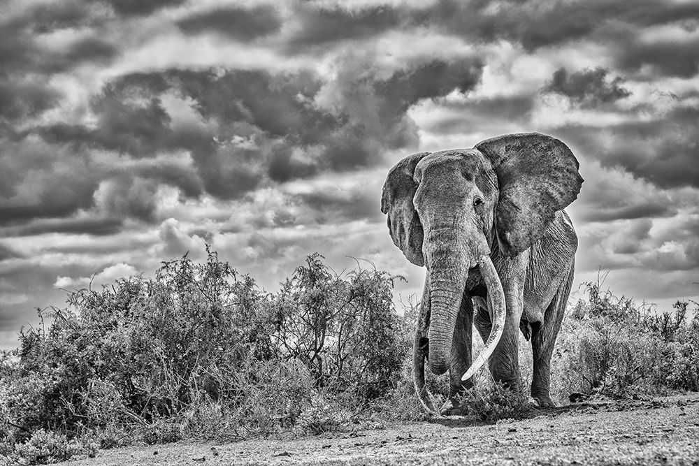 Craig the Elephant-largest Amboseli elephant-Amboseli National Park-Africa art print by John Ford for $57.95 CAD