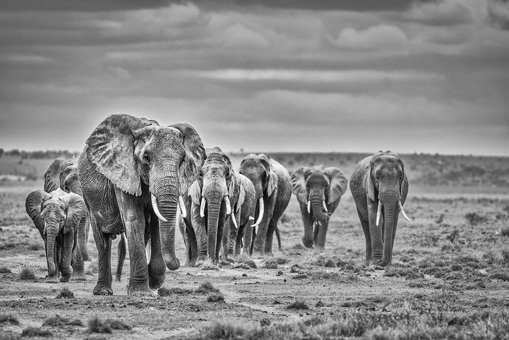 Elephant family train-Amboseli National Park-Africa art print by John Ford for $57.95 CAD