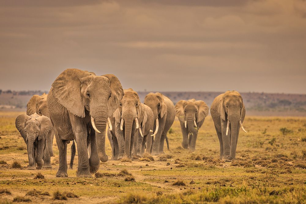 Elephant family-Amboseli National Park-Africa art print by John Ford for $57.95 CAD