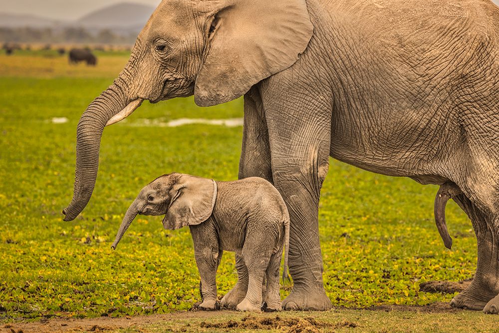 Elephant Mother and Calf-Amboseli National Park-Africa art print by John Ford for $57.95 CAD