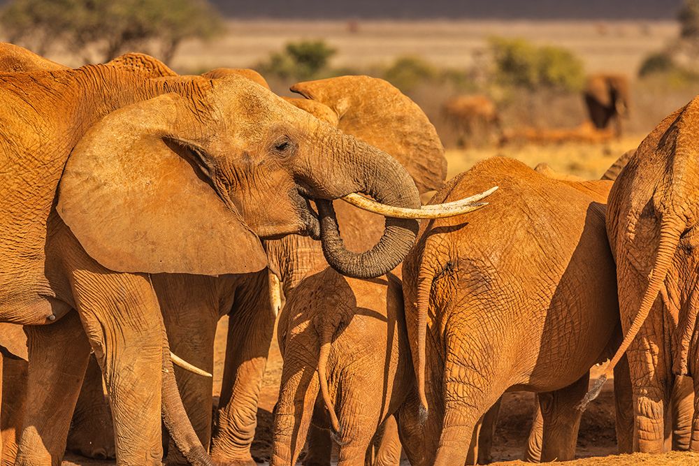 Elephant family-Tsavo West National Park-Africa art print by John Ford for $57.95 CAD