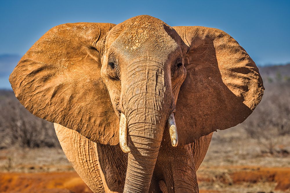 Red Elephant-Tsavo West National Park-Africa art print by John Ford for $57.95 CAD