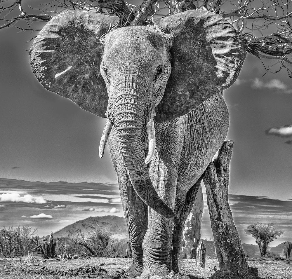 Red Elephant scratching-Tsavo West National Park-Africa art print by John Ford for $57.95 CAD