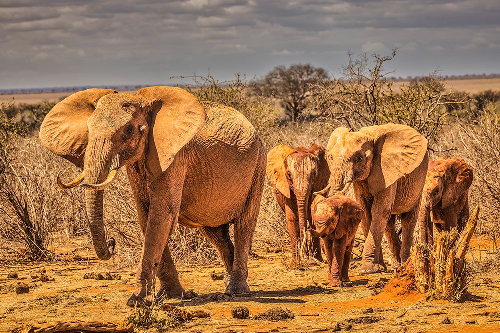 Red Elephant family-Tsavo West National Park-Africa art print by John Ford for $57.95 CAD
