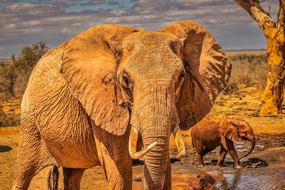 Red Elephant family-Tsavo West National Park-Africa art print by John Ford for $57.95 CAD