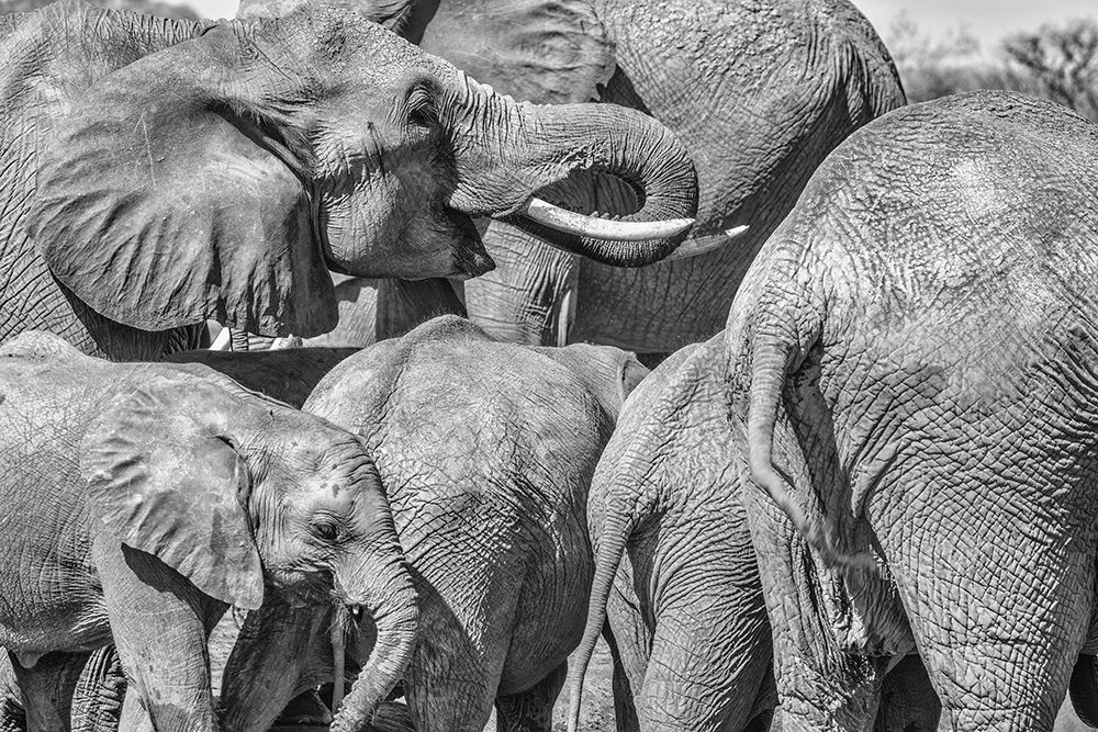 Red Elephant family-Tsavo West National Park-Africa art print by John Ford for $57.95 CAD