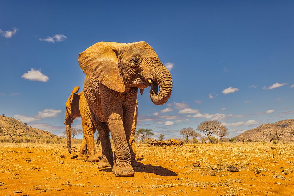 Baby elephant-Tsavo West National Park-Africa art print by John Ford for $57.95 CAD