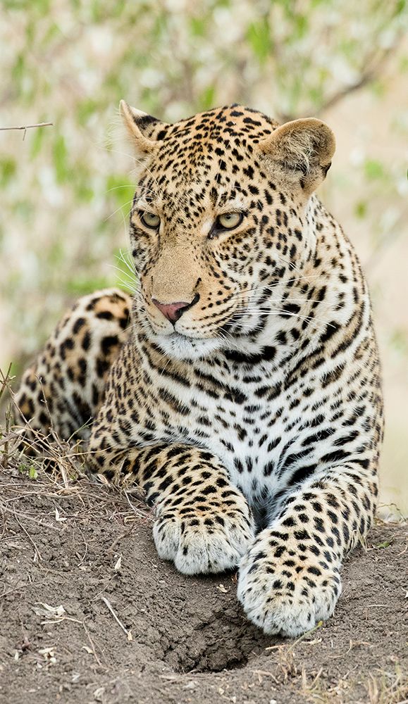 African leopard- Kenya- Africa art print by Joe and Maryann McDonald for $57.95 CAD